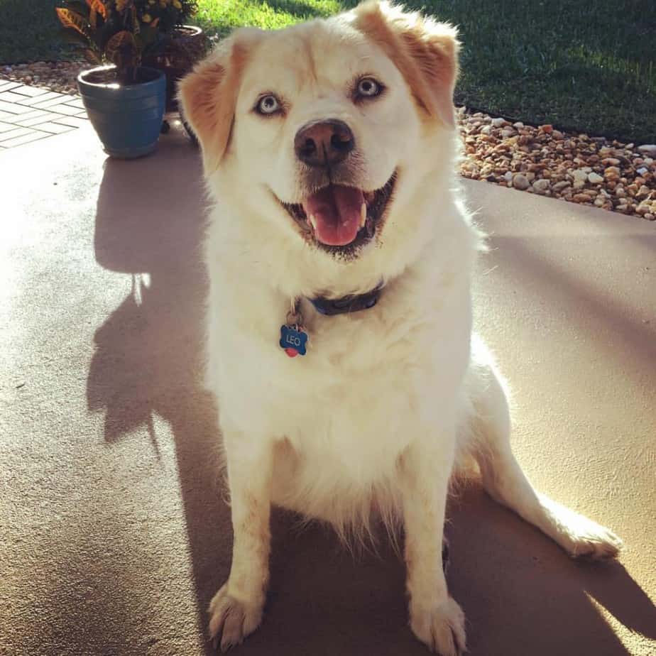 Golden retriever husky mix reviewed