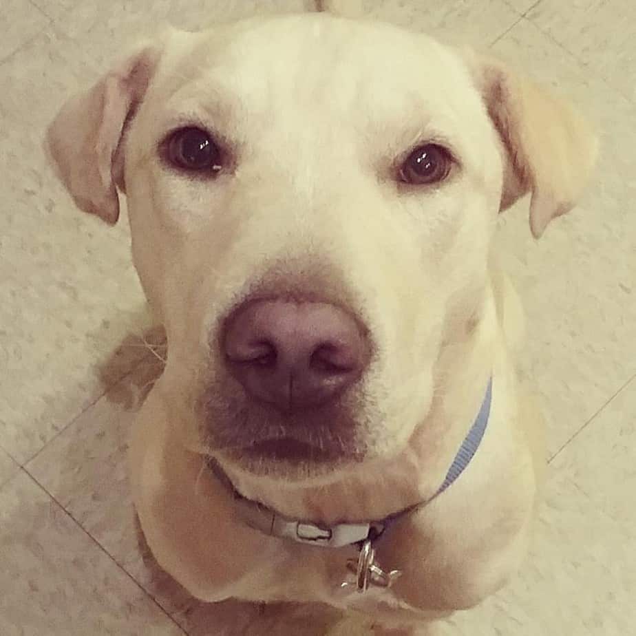 Labrador shar pei mix