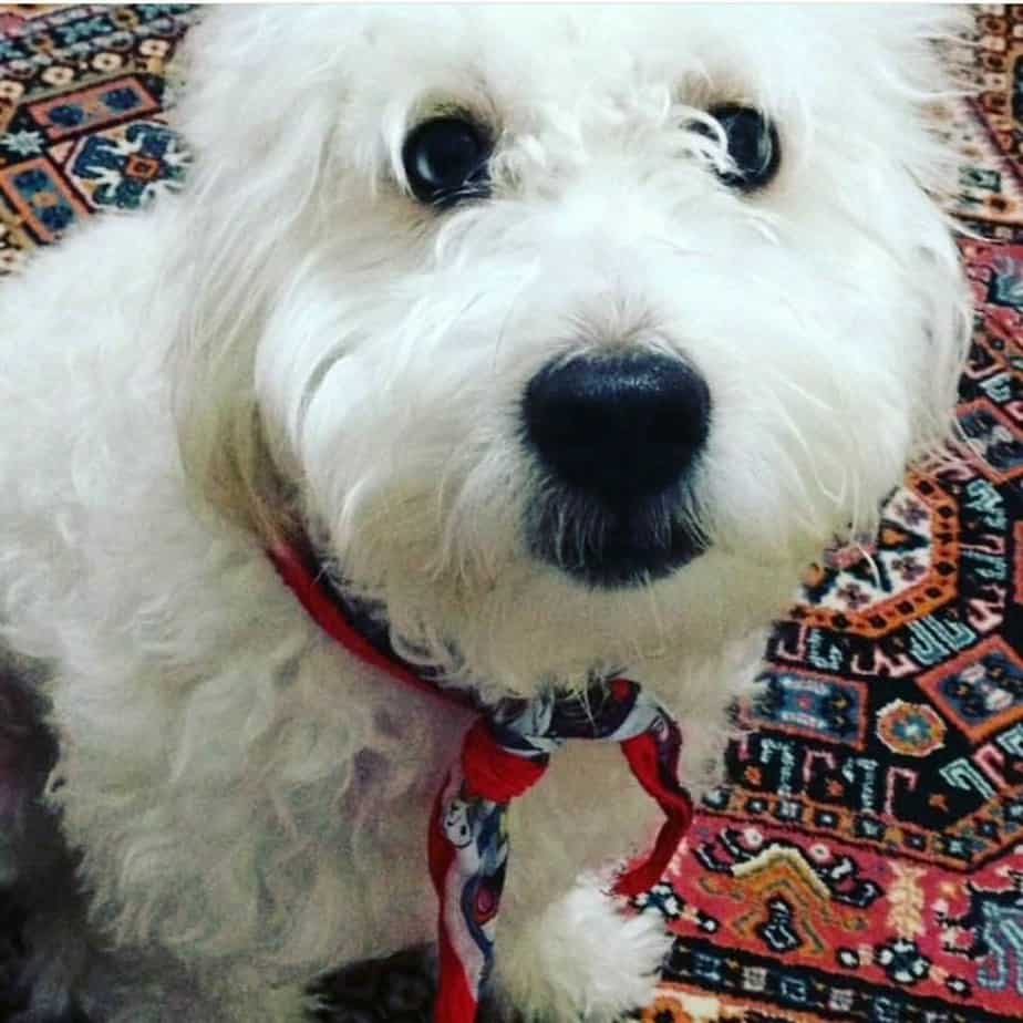 Maltese mixed with terrier