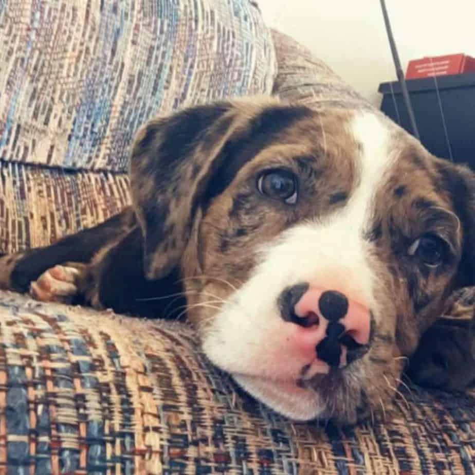 Australian shepherd pitbull mix facts