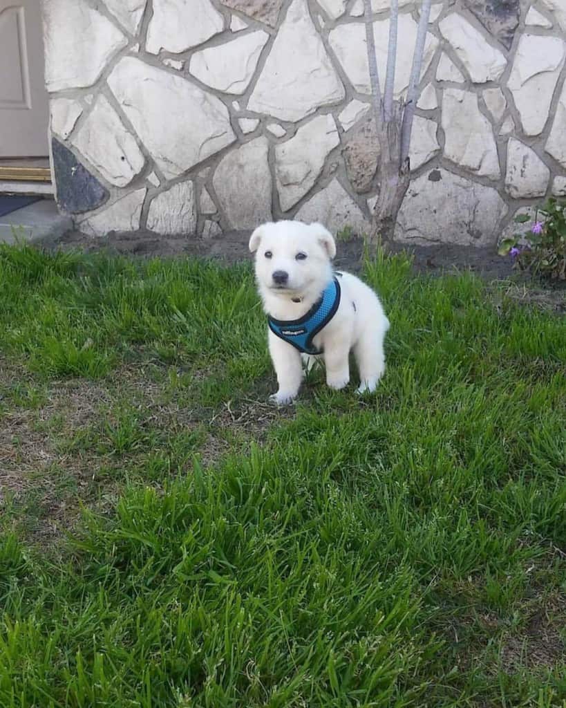 Golden retriever husky mix reviewed