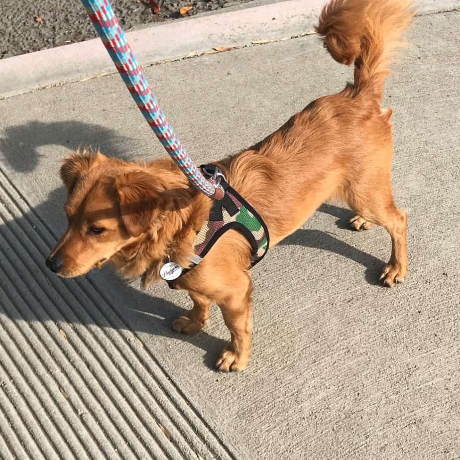 Dachshund Golden Retriever Mix Facts