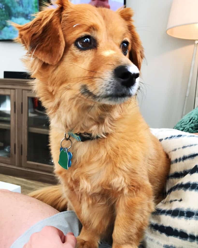 Dachshund crossed with Golden Retriever