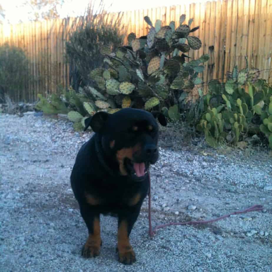 Corgi Rottweiler Mix