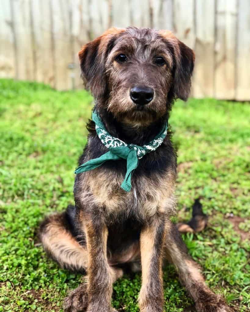 Poodle Shepherd Mix