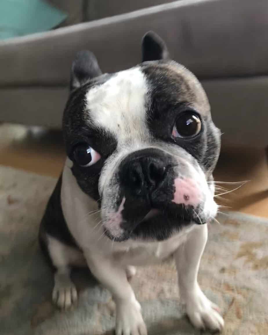A combination of pug and french bulldog