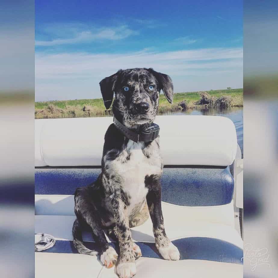 Catahoula lab mix facts