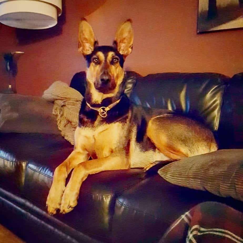 Doberman german shepherd mix facts