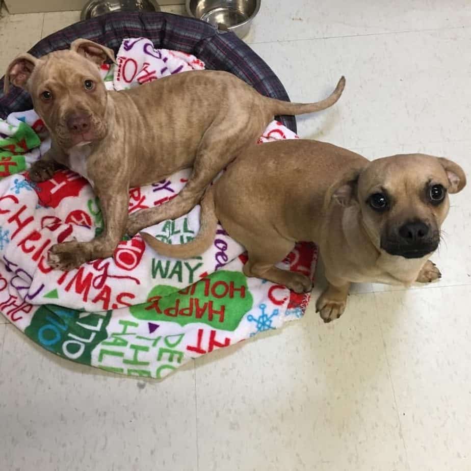 Pug dachshund mix for sale clearance