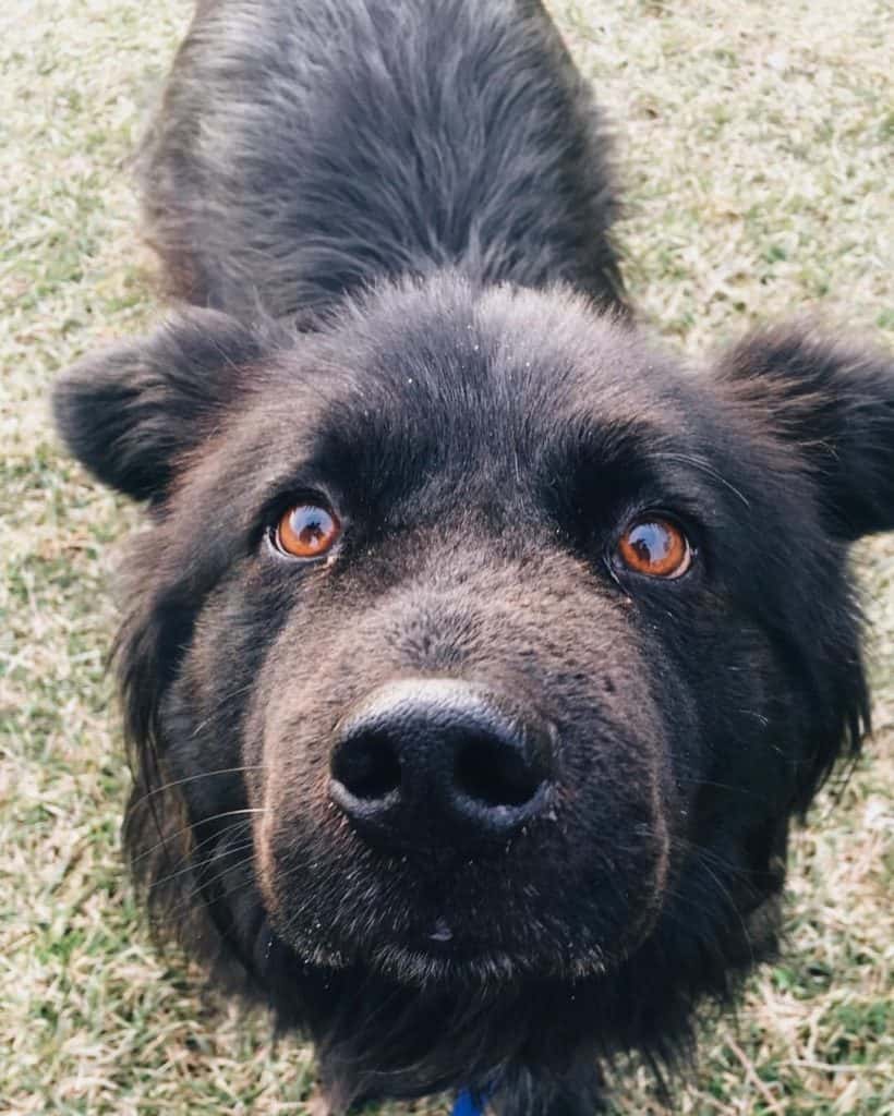 Chow Chow mixed with Labrador