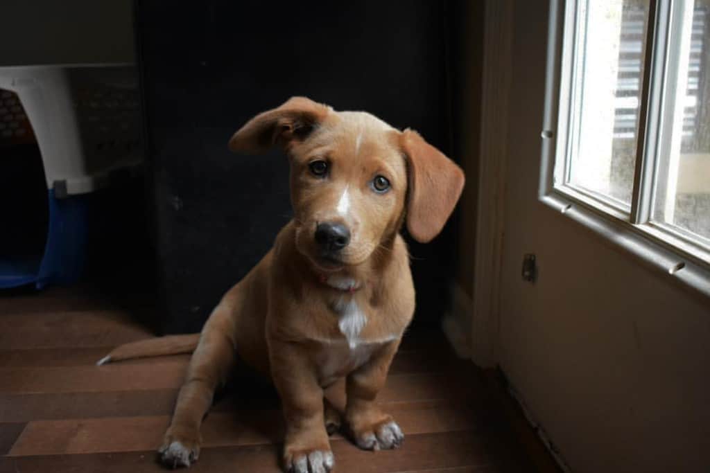 Takke pouch Uddybe Labrador Corgi Mix Facts