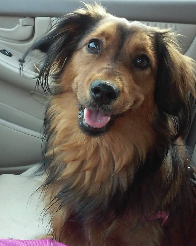 Sheltie dachshund mix: the shethund of your dreams