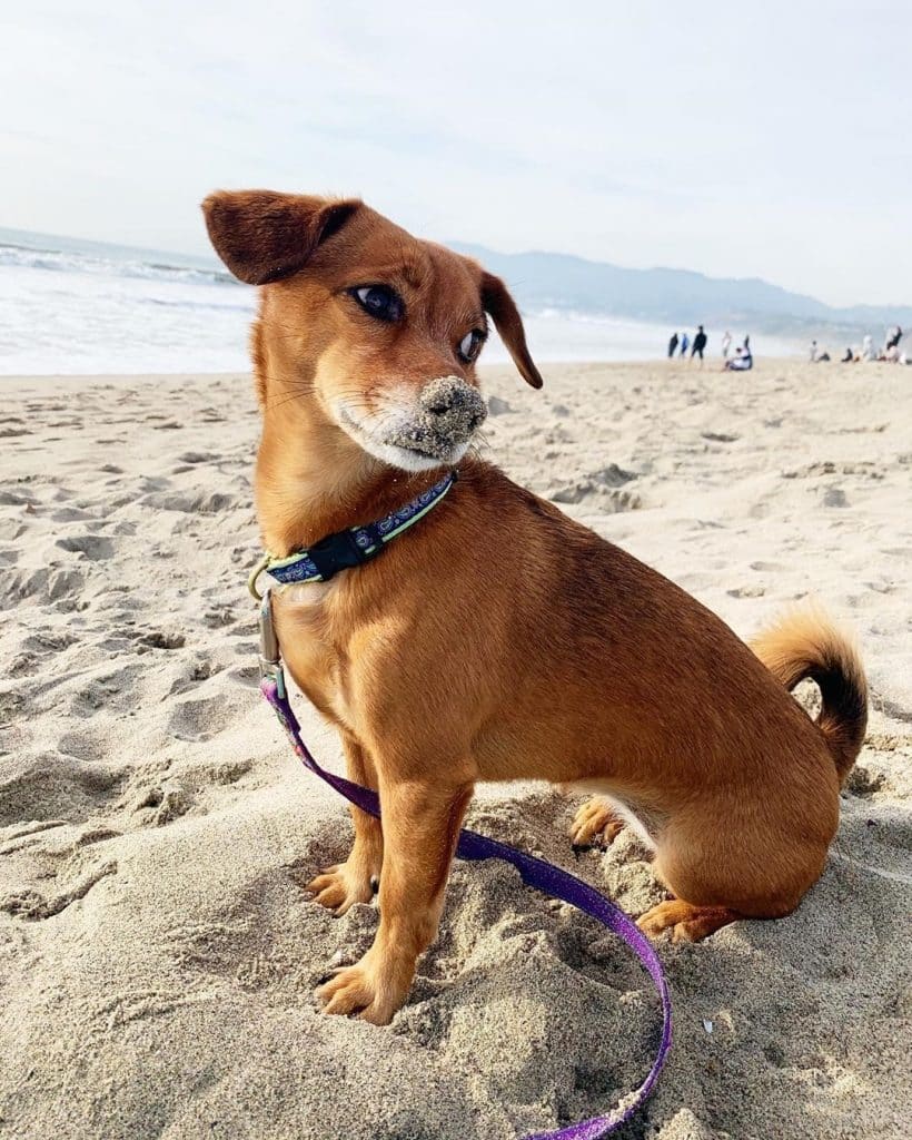 Shiba inu dachshund mix: a foxy shibadox