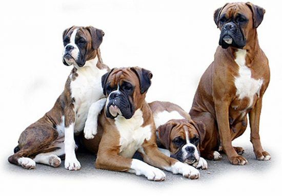 Top 10 dog breeds with the highest rate of cancer development