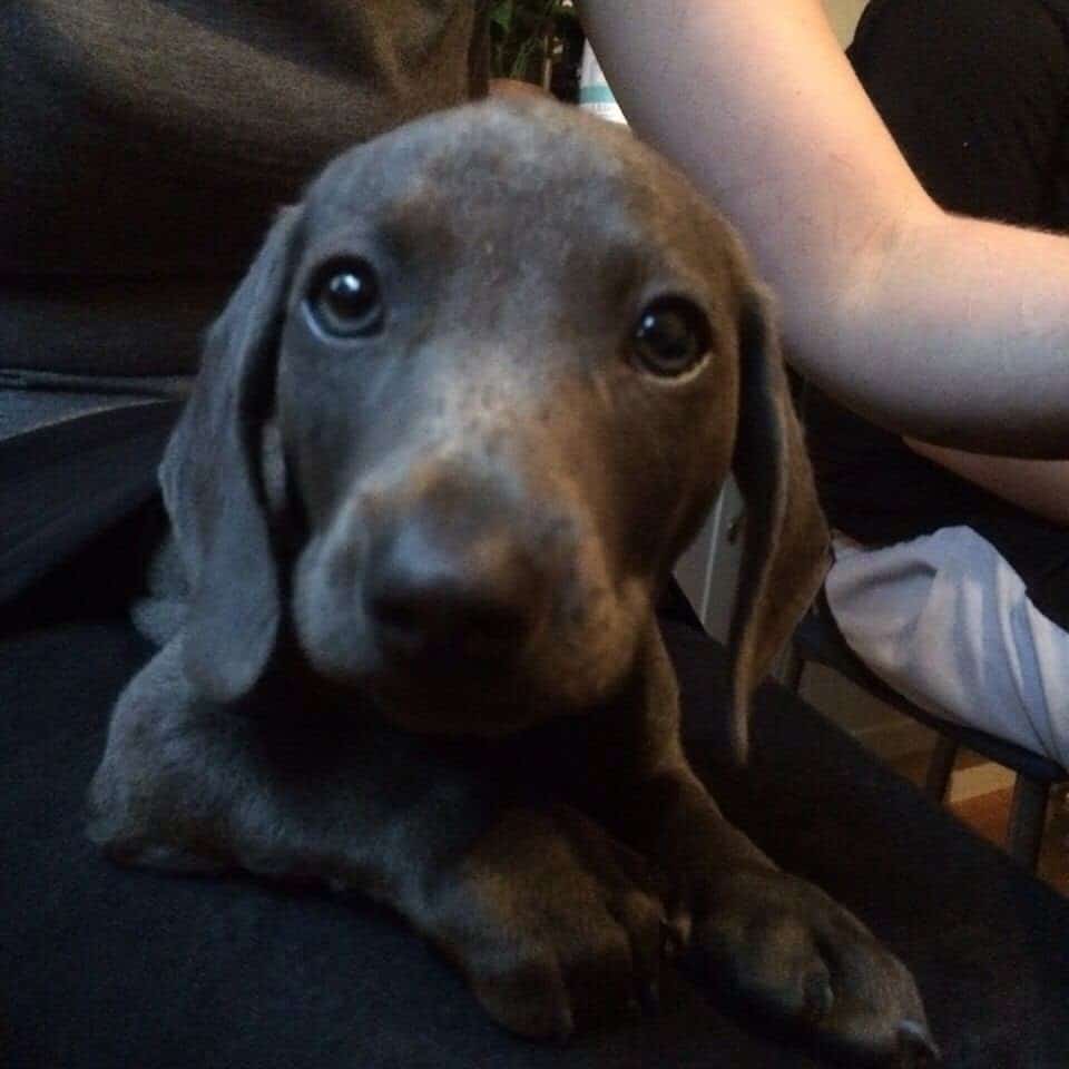 Weimaraner dachshund mix: the dazzling daimeraner