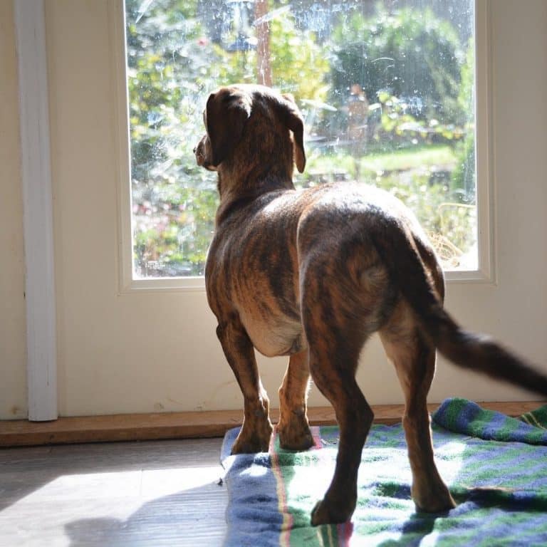 Long legged dachshund: a surprisingly tall boy