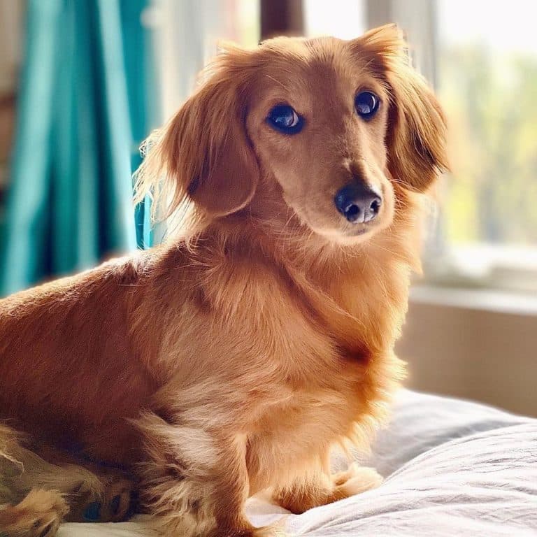 English cream dachshund: a posh english gentleman