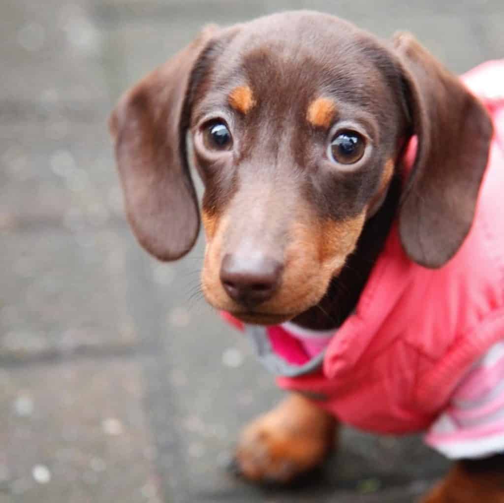 Teacup dachshund: are they your cup of tea?