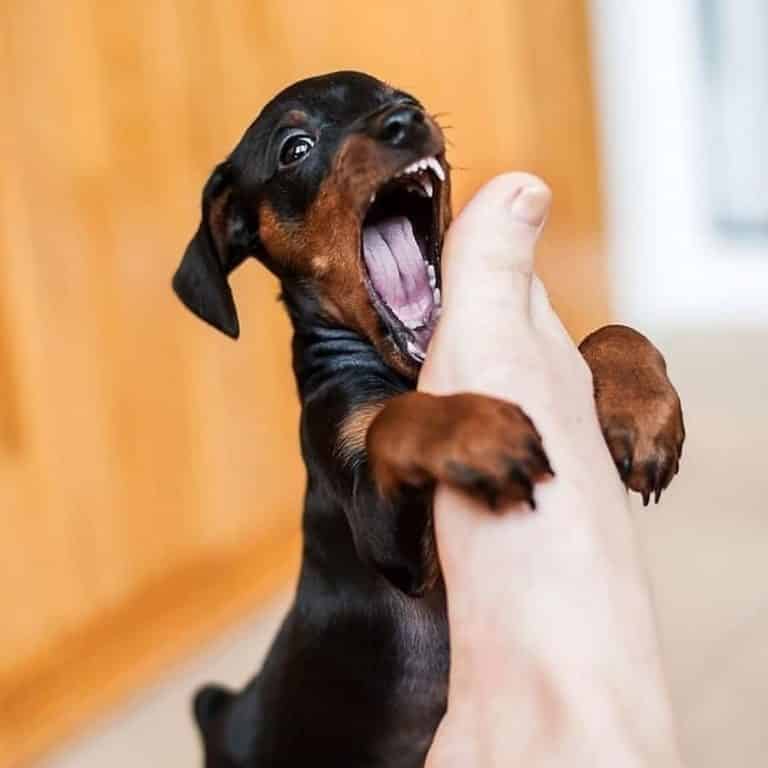 Dachshund training: how to tame the beast