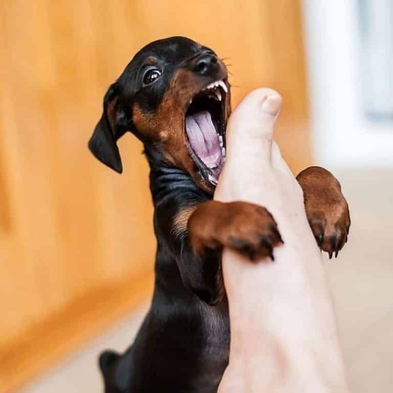 Dachshund Training: How to Tame the Beast