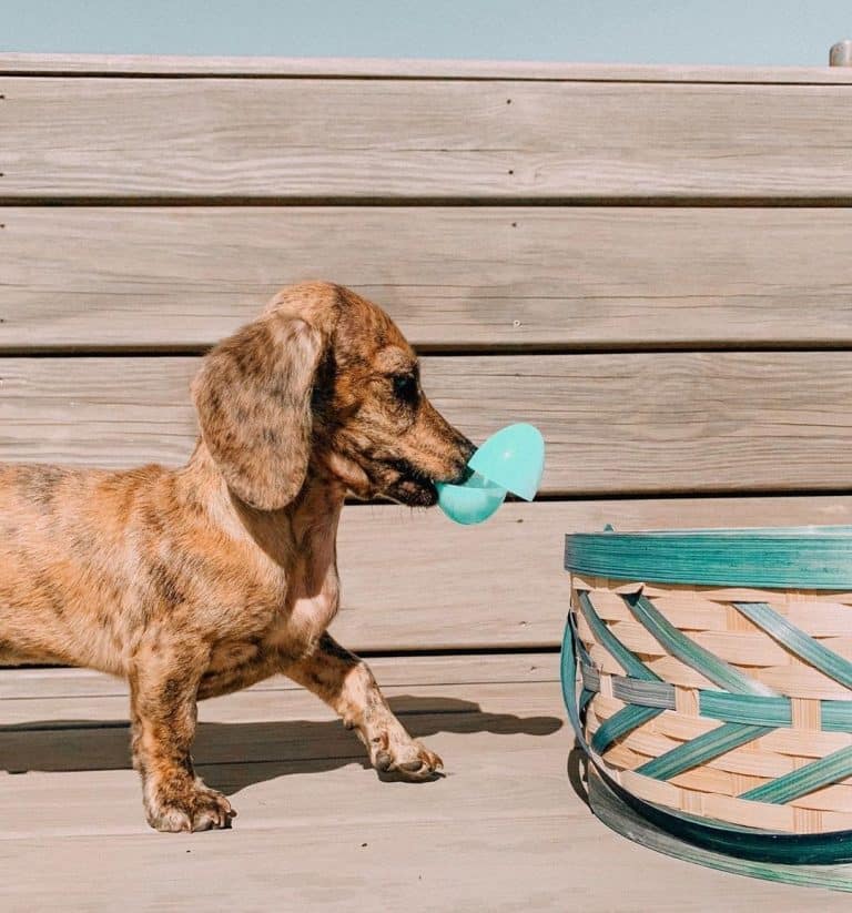 Dachshund vs miniature dachshund: the battle of wieners