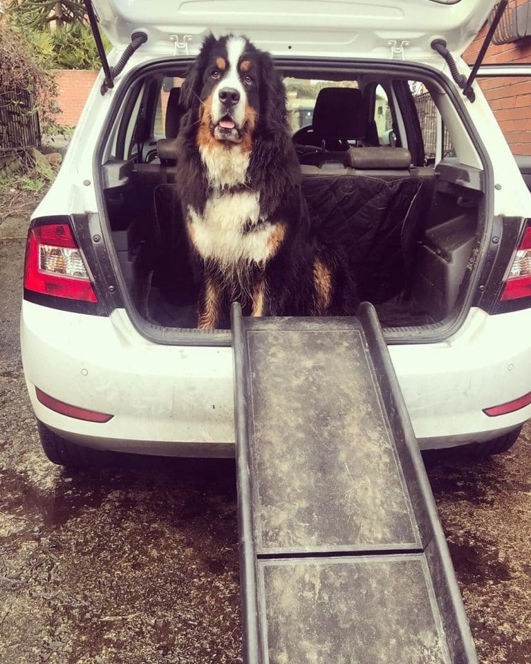 How to build a dog ramp for suv