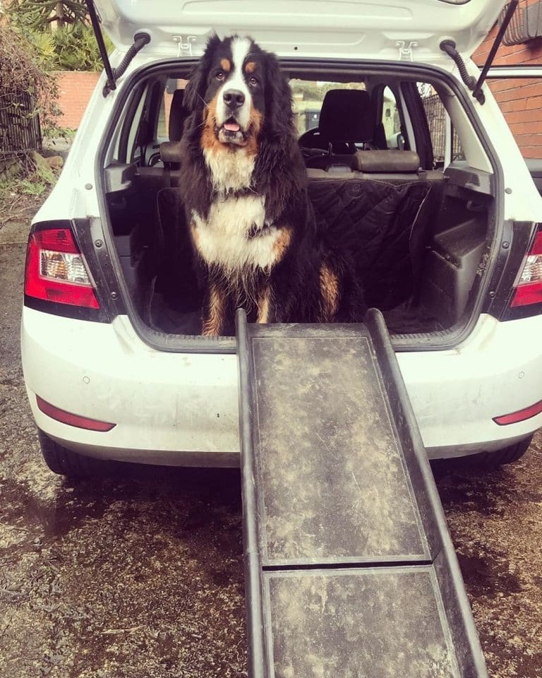 How to Build A Dog Ramp for SUV