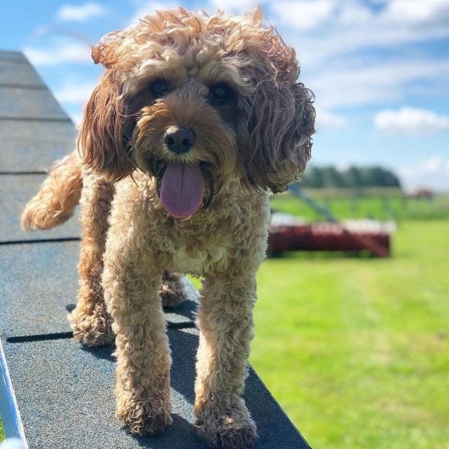 How to build a dog agility ramp