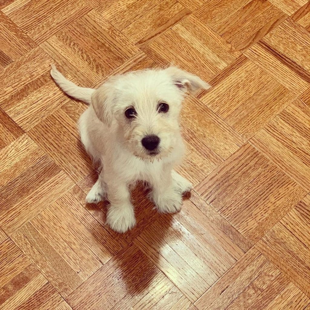 Schnauzer dachshund mix: the beloved schnekingese