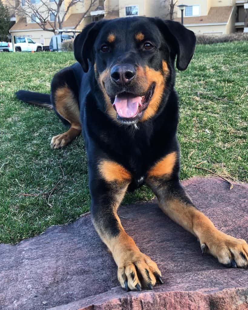 Rottweiler mixed with lab