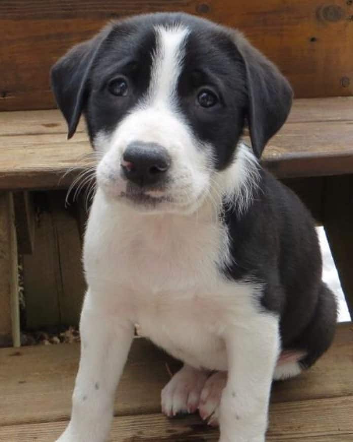 Terrier Lab Cross