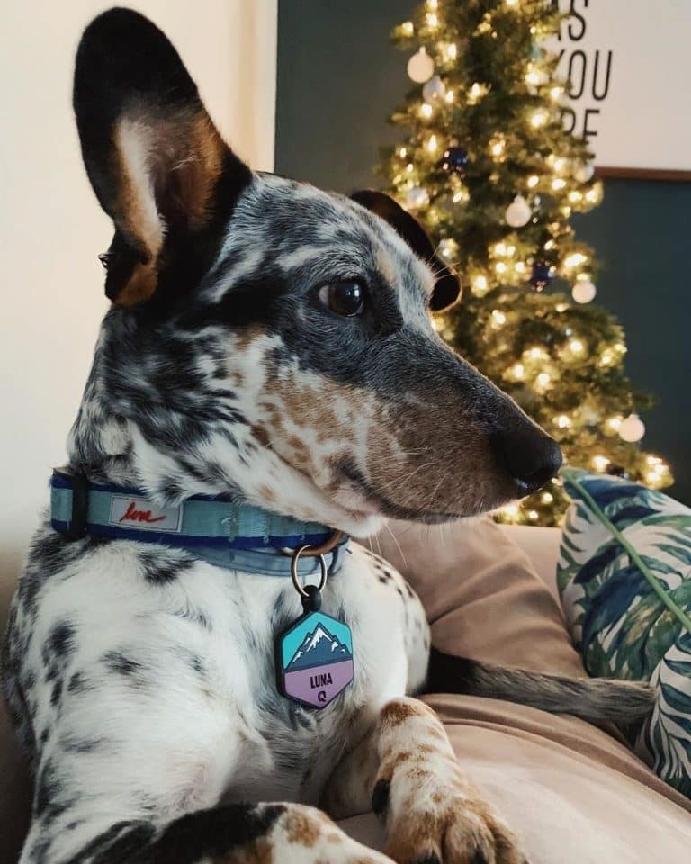 Blue heeler dotson sales mix