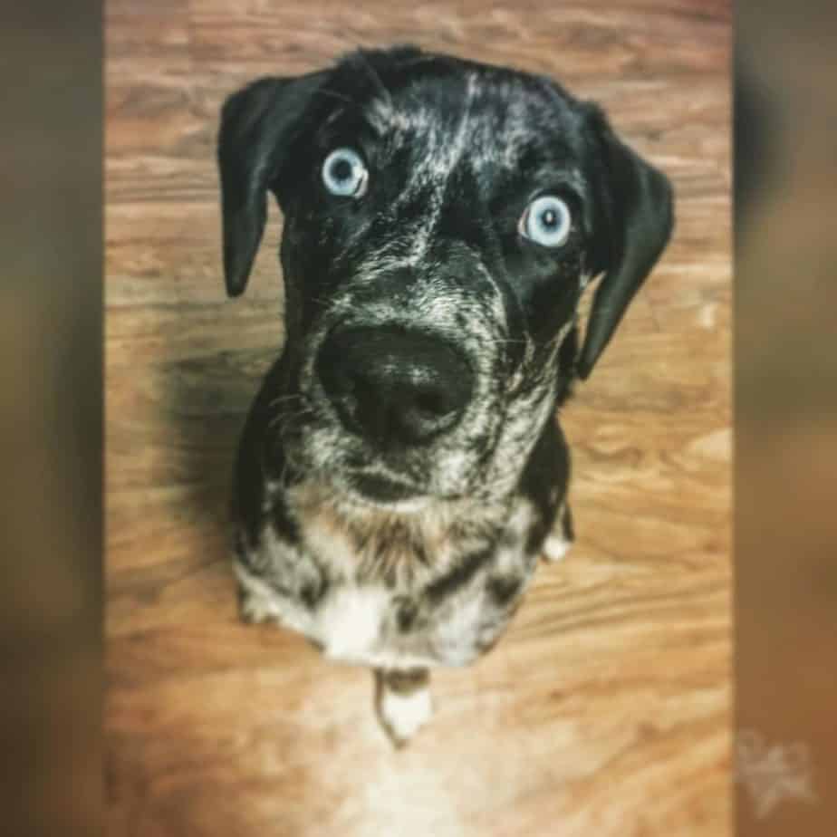 Catahoula lab mix facts