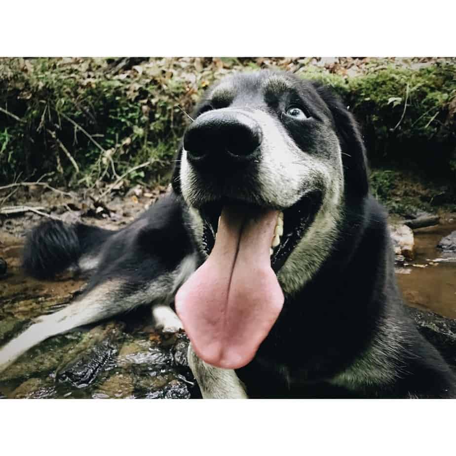 Golden retriever husky mix reviewed