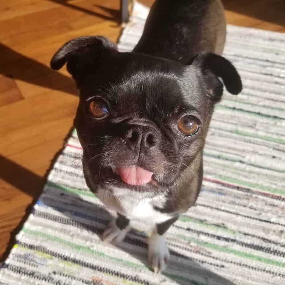 Pug boston terrier mix facts