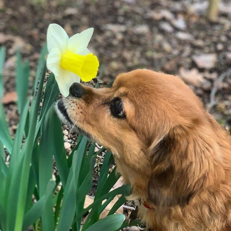 Dachshund mix breeds