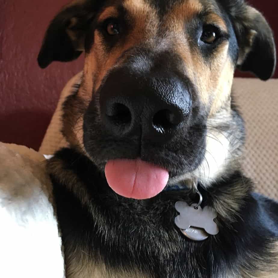 German shepherd lab mix facts