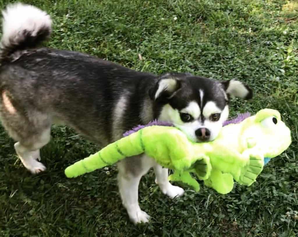 Husky crossed with Pomeranian