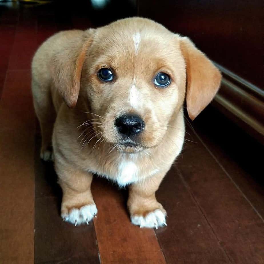 Corgi labrador mix facts