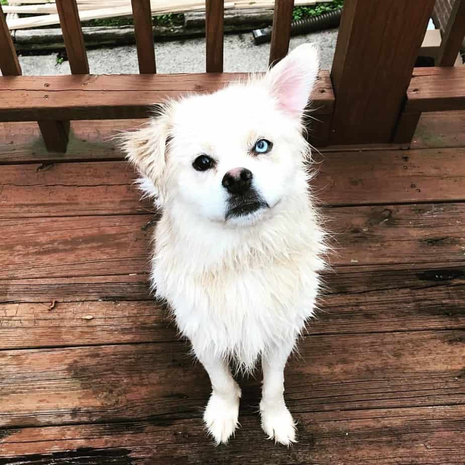 Pomeranian Husky 