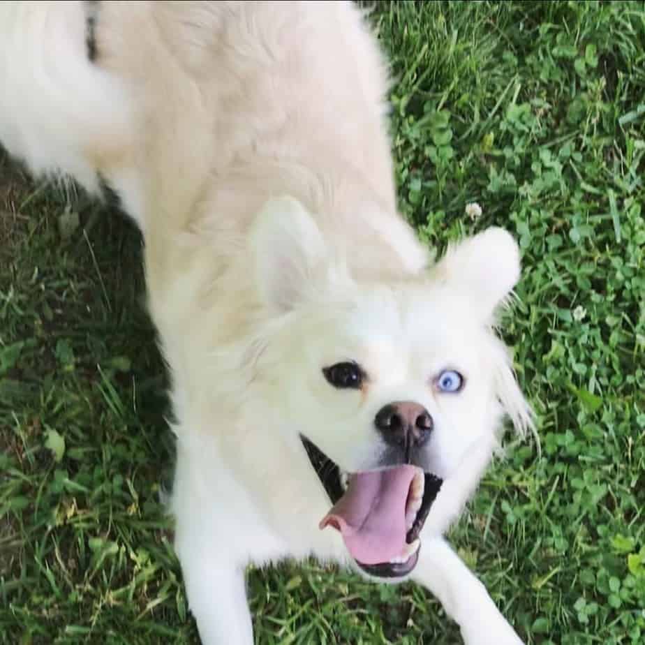 Husky crossed with pomeranian