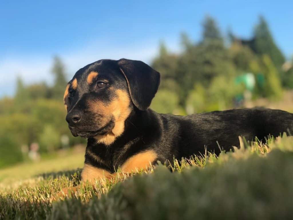 Rottweiler crossed with lab
