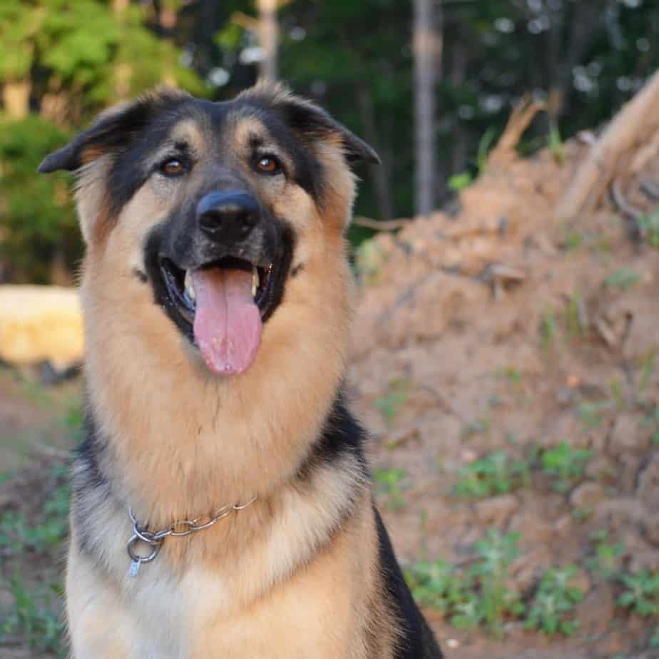 German shepherd golden retriever mix facts