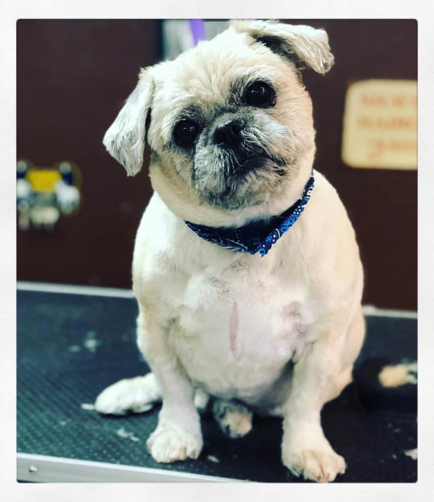 Pug crossed with shih tzu