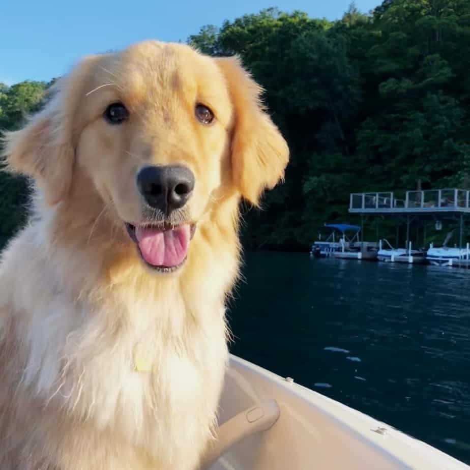 Golden retriever lab mix reviewed