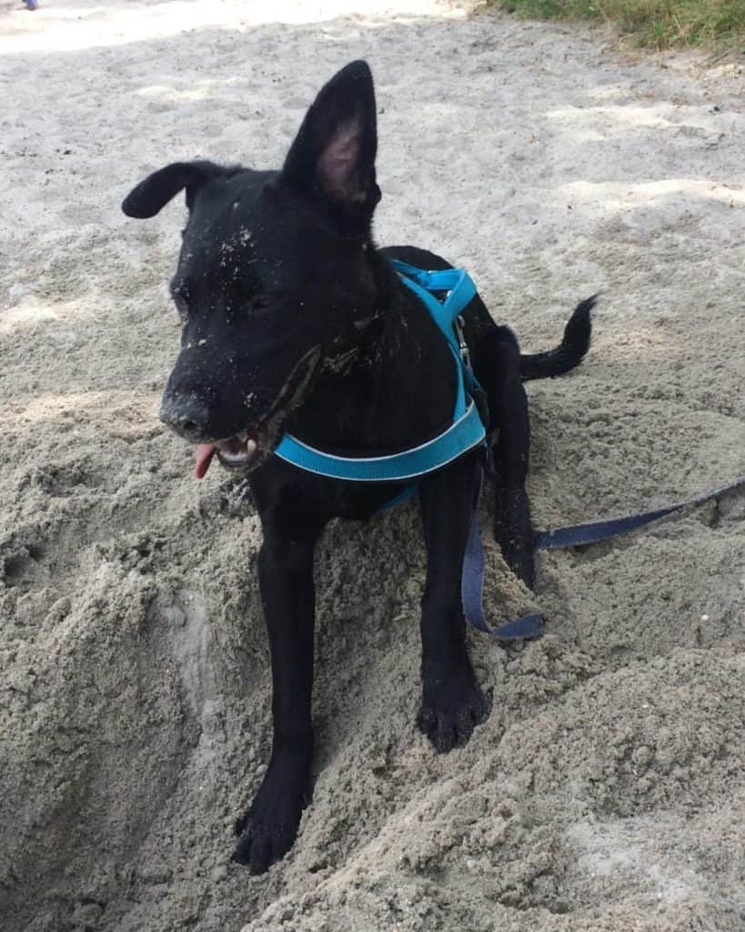 Labrador crossed with Shar Pei