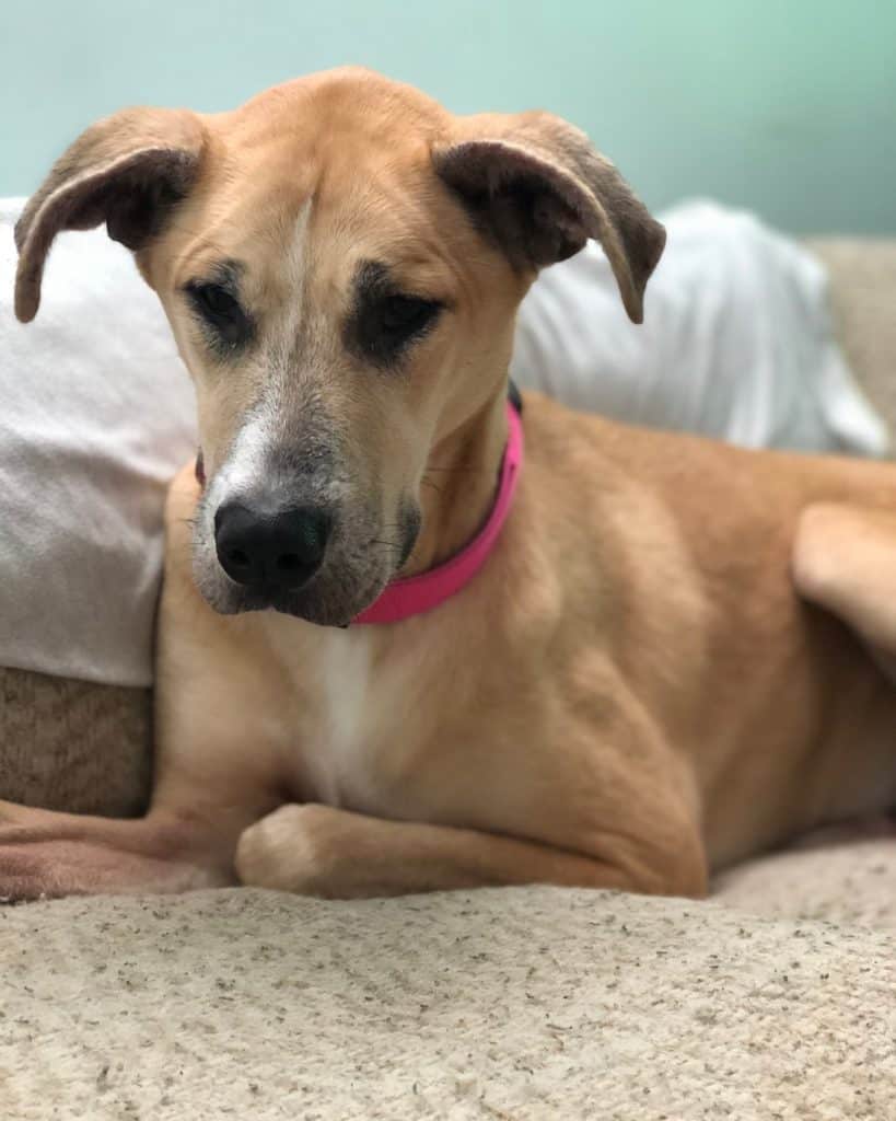 Dane husky mix cheap