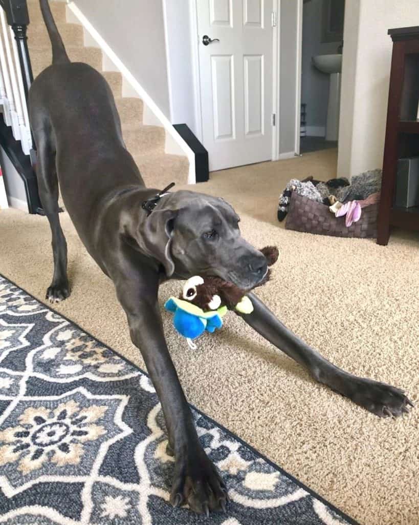 Lab great dane mix facts