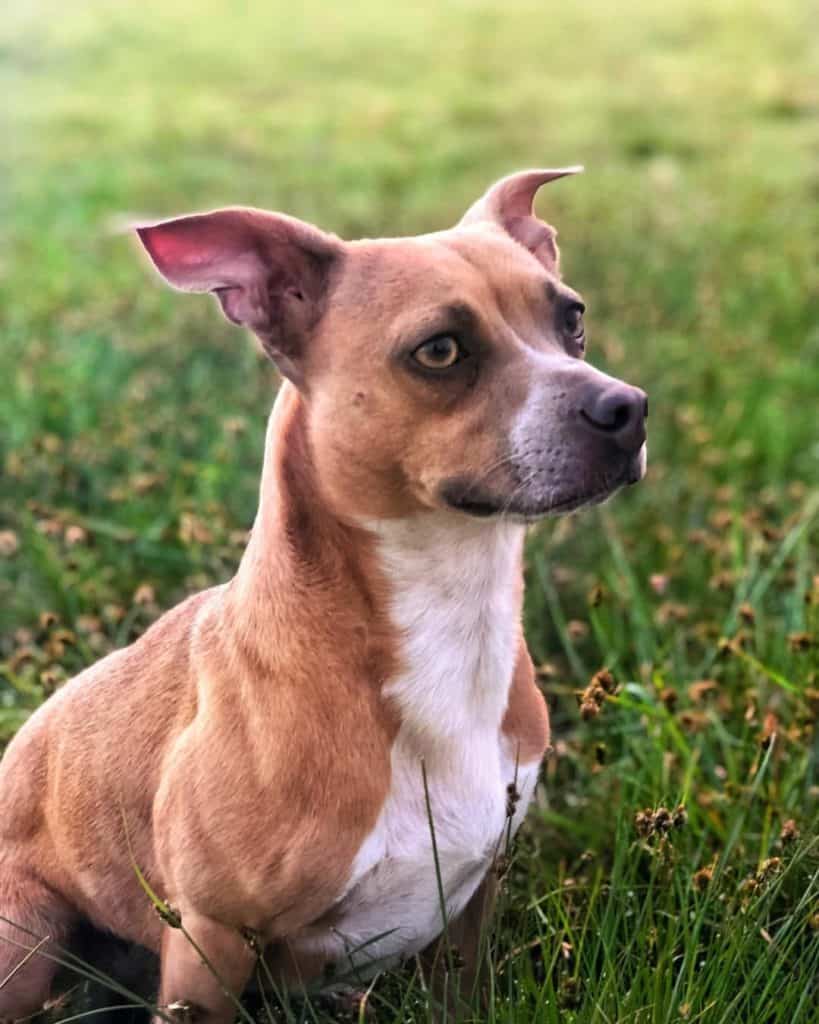 Chihuahua pitbull mix facts