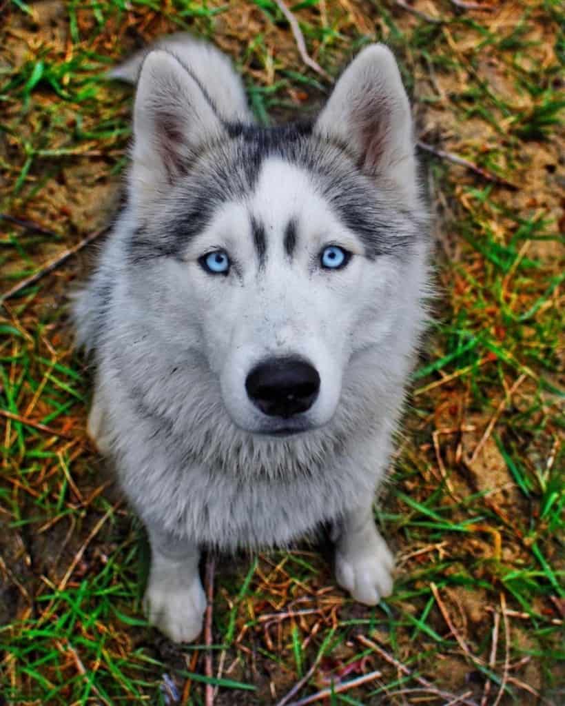 can you raise a lab and husky together